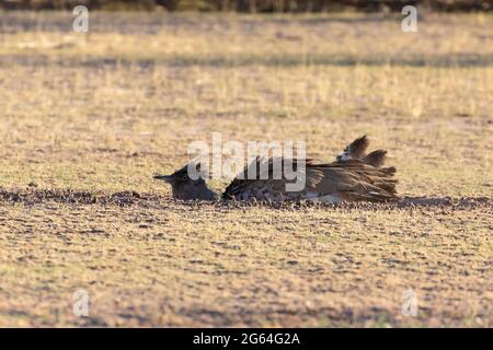 Kori Bustard (Ardeotis kori) baignade au coucher du soleil, Kalahari, Cap Nord, Afrique du Sud Banque D'Images