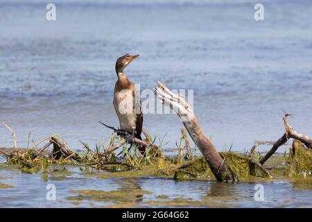 Jeune roseau Cormorant (Microcarbo africanus) perchée sur des branches du barrage, Cap-Occidental, Afrique du Sud, fin de l'été Banque D'Images