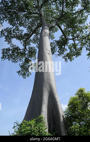 CÔTE D'IVOIRE, Yamoussoukro, déboisement pour de nouvelles plantations comme le cacao, les palmiers à huile, les fermes en caoutchouc, le commerce du bois, le dernier arbre de Fromager ou de soie de coton / ELFENBEINKUESTE, Yamoussoukro, Abholzung für Plantagen und Holzhandel, der letzte Kapok Baum Banque D'Images