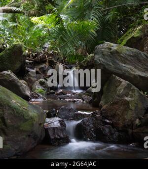 Lent temps s'écoulant de la petite rivière et de l'eau tombant Port Douglas, Daintree Rain Forest, Australie Banque D'Images