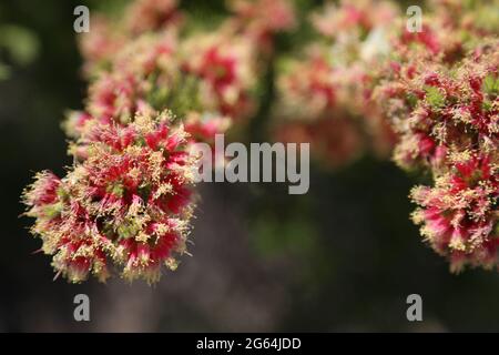 Gros plan des fleurs sauvages qui fleurissent dans le désert de Pinnacles, en Australie occidentale. Banque D'Images