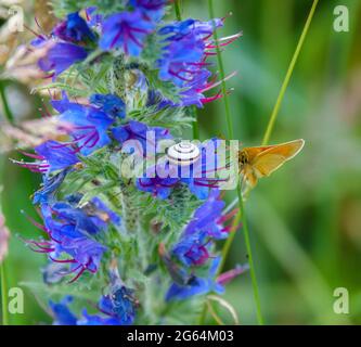 Un papillon de skipper d'essex (Thymelicus lineola) se nourrissant sur les fleurs d'un beau bugloss de vipère (Echium vulgare) Banque D'Images