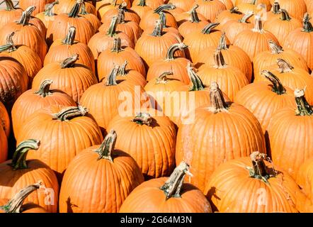 Potiron dans une ferme locale du New Jersey pendant la saison d'automne. Banque D'Images