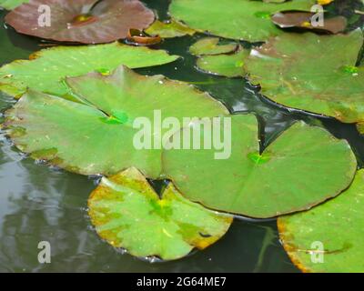 Photo de nénuphars flottant dans le lac au printemps Banque D'Images