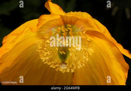 Gros plan sur un coquelicot gallois d'Orange Banque D'Images