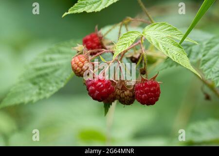 Framboises noires sauvages (Rubus occidentalis) , Thimbleberries, framboises noires non mûres Banque D'Images