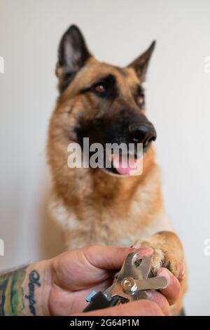 L'homme coupe des griffes de chiens avec des ciseaux spéciaux et des pinces à la maison. Les mains des propriétaires avec le tatouage prennent soin de la santé des animaux de compagnie. Tenez la patte et coupez les griffes de l'allemand elle Banque D'Images
