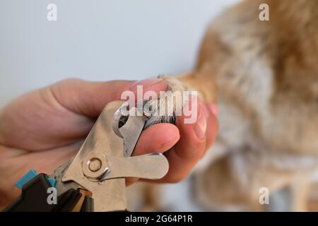 L'homme coupe des griffes de chiens avec des ciseaux spéciaux et des pinces à la maison. Les mains des propriétaires prennent soin de la santé des animaux. Tenir la patte et couper les griffes du Berger allemand. Fermer Banque D'Images