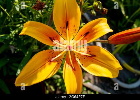 Un lys jaune vif et magnifique. Définit l'ambiance estivale. Une fleur vive. Beauté naturelle. Banque D'Images