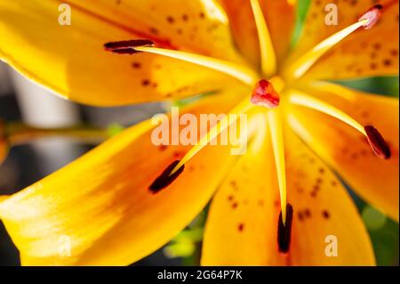 Un lys jaune vif et magnifique. Définit l'ambiance estivale. Une fleur vive. Beauté naturelle. Banque D'Images