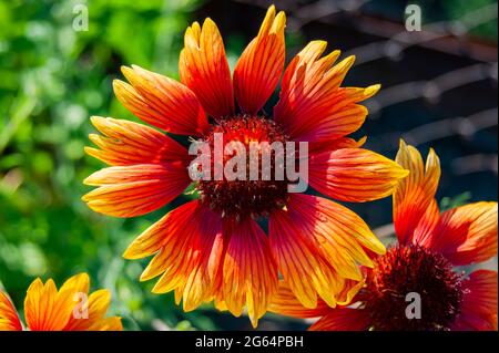 Fleur d'orange dans le jardin d'été. Définit l'ambiance estivale. Lumineux et frais. Banque D'Images