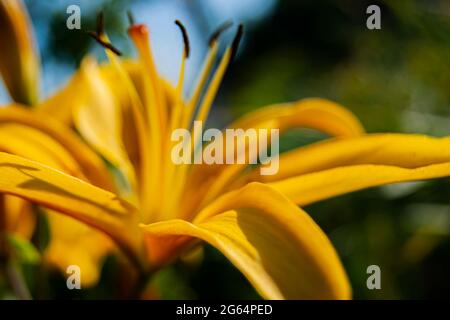 Un lys jaune vif et magnifique. Définit l'ambiance estivale. Une fleur vive. Beauté naturelle. Banque D'Images