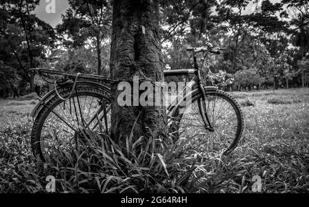 Un vélo solitaire à côté de l'arbre. J'ai pris cette photo le 11 août 2018, à Dhaka, au Bangladesh, en Asie du Sud Banque D'Images