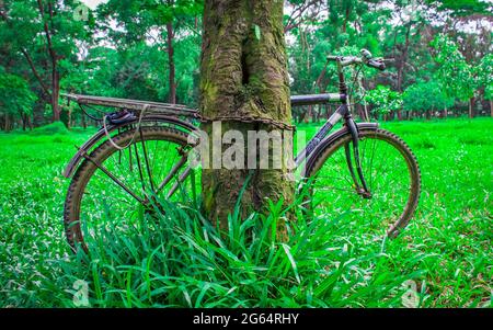 Un vélo solitaire à côté de l'arbre. J'ai pris cette photo le 11 août 2018, à Dhaka, au Bangladesh, en Asie du Sud Banque D'Images