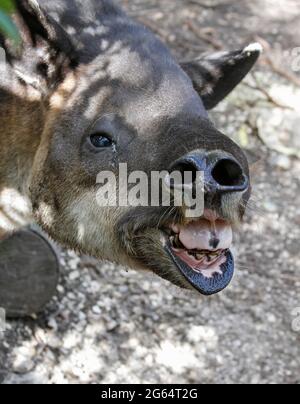 Un tapir de Baird, Tapirus bairdii, renifle à l'appareil photo. Banque D'Images