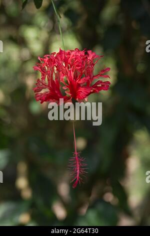 Un gros plan d'une Hibiscus schizopetalus Rosemallow frangées,. Banque D'Images