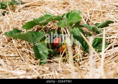 En cultivant des fraises, utilisez de la paille pour protéger les fruits. Paille autour des plantes de fraise sur le champ de fraise dans la ferme. Récolte à la fraise Banque D'Images