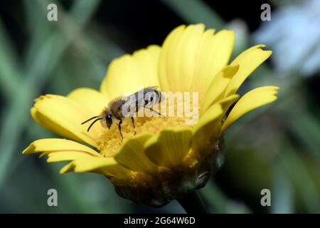 Abeille sur une fleur jaune Banque D'Images