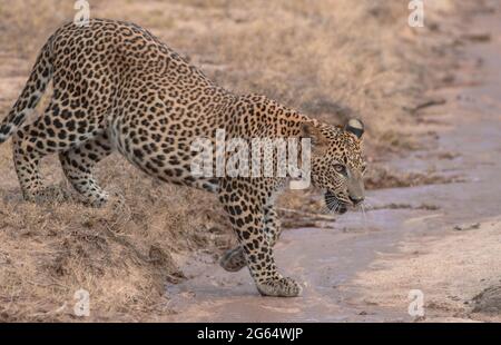 Léopard au soleil ; léopard marchant sous la lumière du soleil ; léopard en lumière dorée ; léopard sri-lankais provenant du parc national de Yala. Banque D'Images