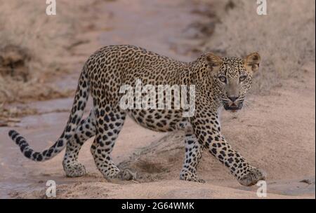 Léopard au soleil ; léopard marchant sous la lumière du soleil ; léopard en lumière dorée ; léopard sri-lankais provenant du parc national de Yala. Banque D'Images