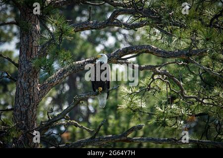 Un magnifique aigle à tête blanche (Haliaeetus leucocephalus) niche dans un arbre de l'île Wild Horse située sur le lac Flathead, dans le nord-ouest du Montana Banque D'Images