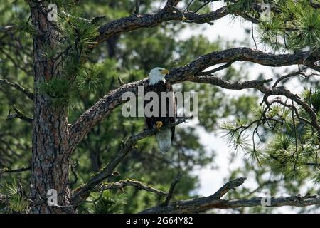 Un magnifique aigle à tête blanche (Haliaeetus leucocephalus) niche dans un arbre de l'île Wild Horse située sur le lac Flathead, dans le nord-ouest du Montana Banque D'Images