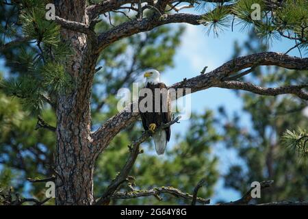 Un magnifique aigle à tête blanche (Haliaeetus leucocephalus) niche dans un arbre de l'île Wild Horse située sur le lac Flathead, dans le nord-ouest du Montana Banque D'Images