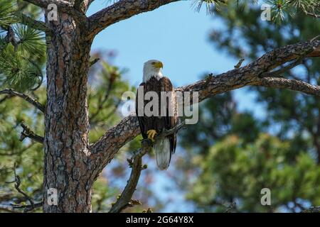 Un magnifique aigle à tête blanche (Haliaeetus leucocephalus) niche dans un arbre de l'île Wild Horse située sur le lac Flathead, dans le nord-ouest du Montana Banque D'Images