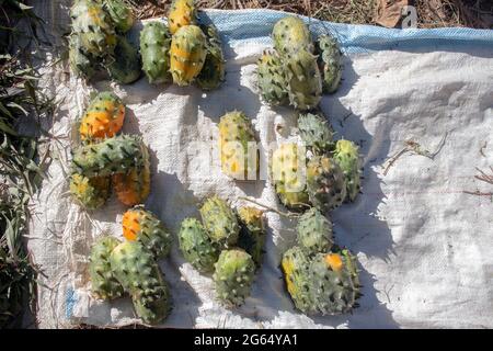 Concombre corné africain (Cucumis metaliferus) sur un marché de rue Banque D'Images