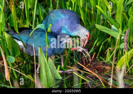 Marécages à tête grise (Porphyrio poliocephalus) adulte avec juvénile - Wakodahatchee Wetlands, Delray Beach, Floride, États-Unis Banque D'Images