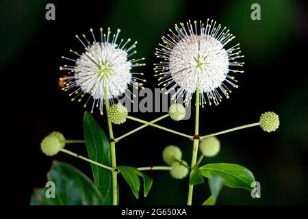 Buttonbush (Cephalanthus occidentalis) - Wakodahatchee Wetlands, Delray Beach, Floride, Etats-Unis Banque D'Images