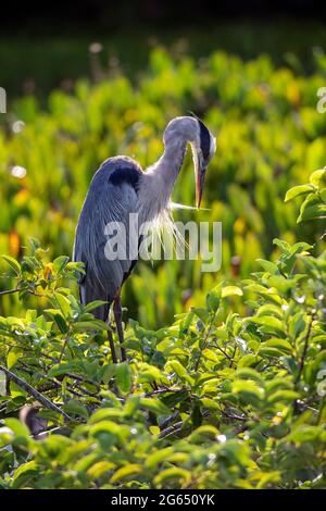 Grand héron bleu (Ardea herodias) préening - Wakodahatchee Wetlands, Delray Beach, Floride, États-Unis Banque D'Images