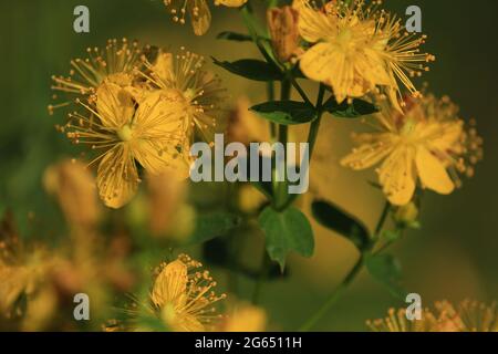 Hypericum perforatum, millepertuis, millepertuis, millepertuis, millepertuis. Gros plan sur les fleurs jaunes d'or du millepertuis. Banque D'Images