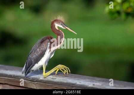 Héron tricolore juvénile (Egretta tricolor) assis curieusement sur la rampe de promenade - Wakodahatchee Wetlands, Delray Beach, Floride, États-Unis Banque D'Images