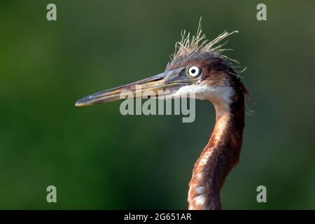 Tête de lit de jeune héron tricolore (Egretta tricolor) - Wakodahatchee Wetlands, Delray Beach, Floride, États-Unis Banque D'Images