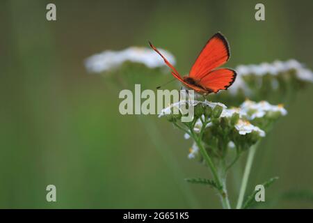 Lycaena virgaureae, cuivre rare. Achillea millefolium, yarrow, yarrow commun. Papillon rouge vif avec ailes étalées sur fleur d'yarrow blanche. Banque D'Images