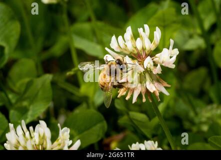 gros plan d'une abeille sur une fleur de trèfle - fond vert flou Banque D'Images