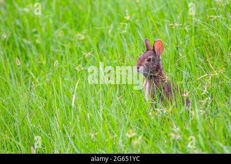 Le lapin de marais d'alerte (Sylvilagus palustris) dans l'herbe verte - Green Cay Wetlands, Boynton Beach, Floride, États-Unis Banque D'Images