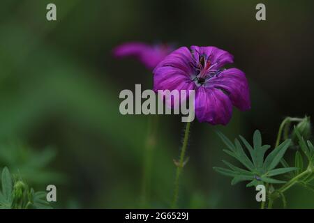 Géranium sanguineum, Bloody Crane's-bill. Fleurs de géraniums violets sanglants sur fond vert foncé. Gros plan. À l'extérieur. Copier l'espace. Banque D'Images