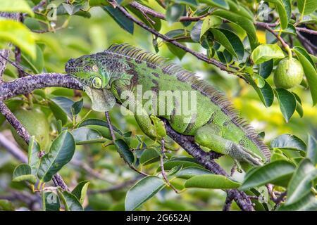 Iguane vert (Iguana iguana) - Les zones humides, Wakodahatchee Delray Beach, Florida, USA Banque D'Images