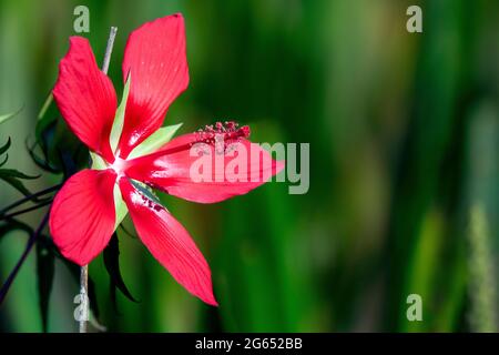 Rosemallow de scarlet (Hibiscus coccineus) ou hibiscus de marais - Green Cay Wetlands, Boynton Beach, Floride, États-Unis Banque D'Images