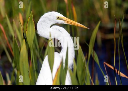 Gros plan de Great Egret (Ardea alba) - Green Cay Wetlands, Boynton Beach, Floride, États-Unis Banque D'Images