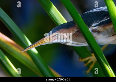 Gros plan du petit Blongios (Ixobrychus exilis) - Green Cay Wetlands, Boynton Beach, Floride, États-Unis Banque D'Images