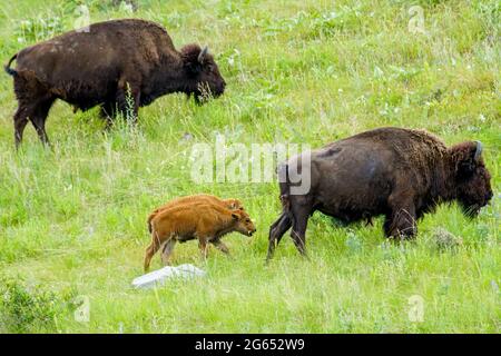 Si vous avez la chance de voyager dans le nord-ouest du Montana, prenez le temps d'explorer l'incroyable National Bison Range près de Charlo, Montana. Banque D'Images