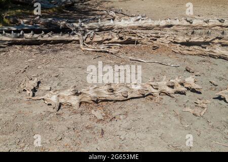 Troncs morts d'arbres d'araucaria dans le parc national Herquehue, Chili. L'arbre est appelé Araucaria araucana (communément: arbre de puzzle de singe, queue de singe tre Banque D'Images