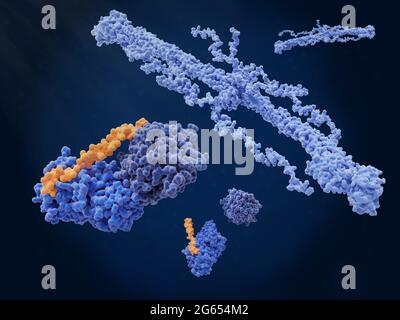 Inhibition de la coagulation, modèle moléculaire Banque D'Images