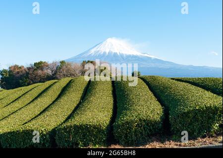 Mont Fuji avec plantation de neige et de thé vert à Yamamoto, ville de Fujinomiya, préfecture de Shizuoka, Japon. Tir horizontal. Fond bleu ciel. Banque D'Images