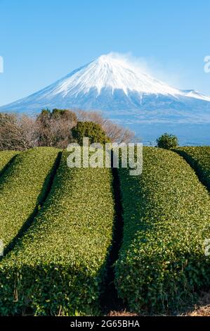 Mont Fuji avec plantation de neige et de thé vert à Yamamoto, ville de Fujinomiya, préfecture de Shizuoka, Japon. Tir vertical. Fond bleu ciel. Banque D'Images