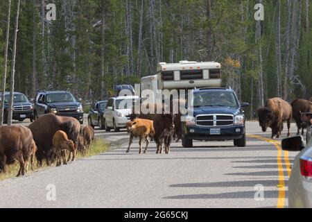 Un troupeau de bisons errent à travers la route entre des véhicules de tourisme. Banque D'Images