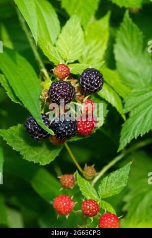 Framboises noires sauvages (Rubus occidentalis) , Thimbleberries, framboises noires Banque D'Images